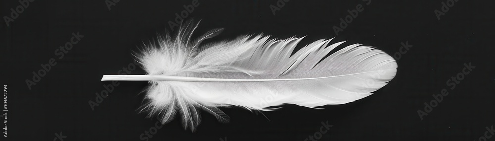 Obraz premium Minimalist black and white photo of a single feather, Abstract, Simplicity