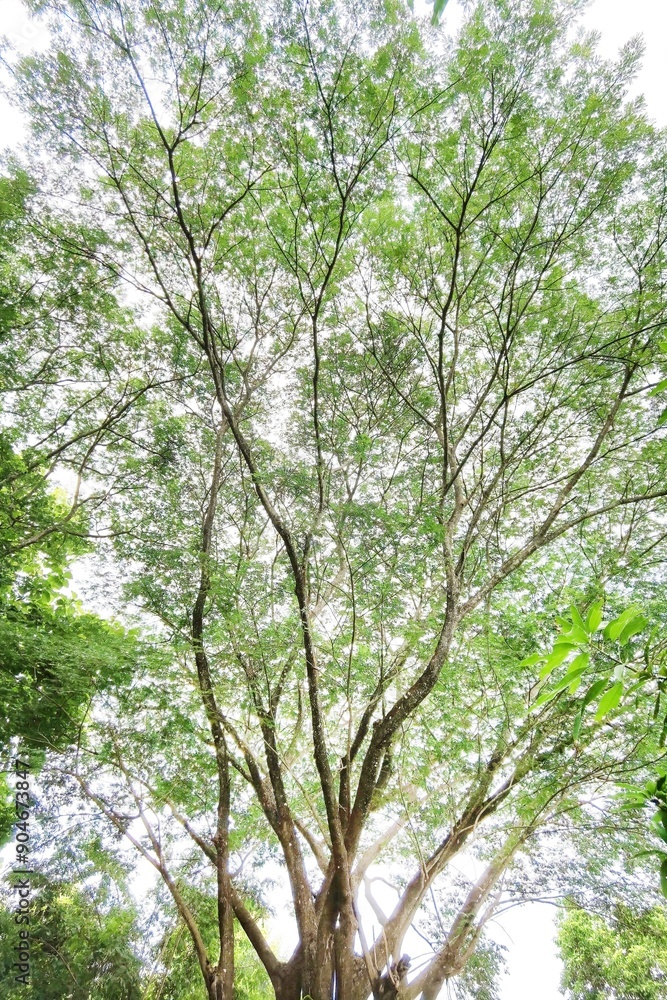 Landscape the big tree with nature background Landscape the big tree with nature background
