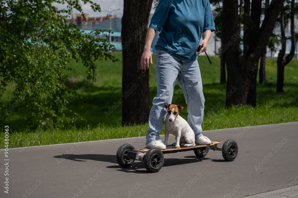 Caucasian woman rides an electric longboard with her Jack Russell Terrier dog. Caucasian woman rides an electric longboard with her Jack Russell Terrier dog.