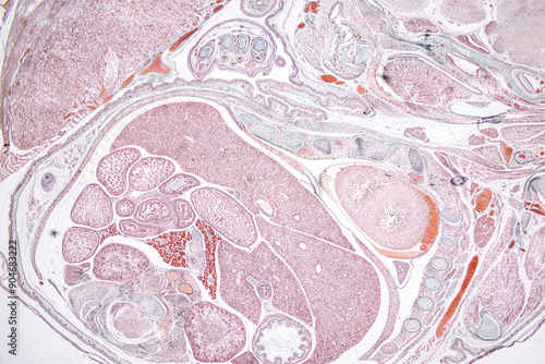 Wallpaper Mural Anatomy and Histological Uterine tube, Uterus, Vagina, Ovary and Testis Rabbit cells under microscope. Torontodigital.ca