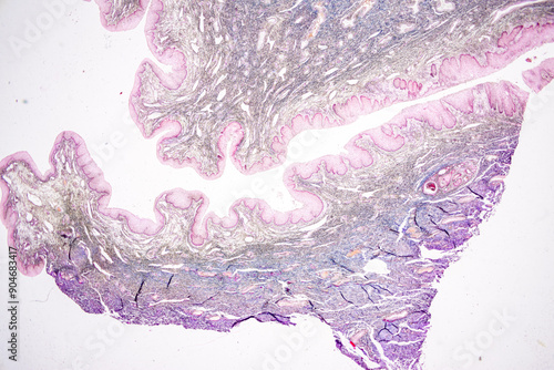 Anatomy and Histological Uterine tube, Uterus, Vagina, Ovary and Testis Rabbit cells under microscope. photo