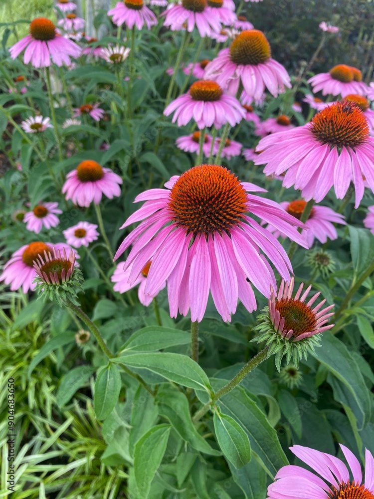 Obraz premium pink coneflowers