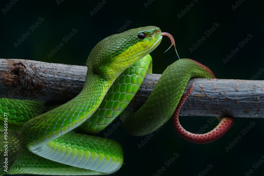 Potrait Trimeresurus erythrurus, commonly known as the red-tailed bamboo pit viper on a tree Potrait Trimeresurus erythrurus, commonly known as the red-tailed bamboo pit viper on a tree