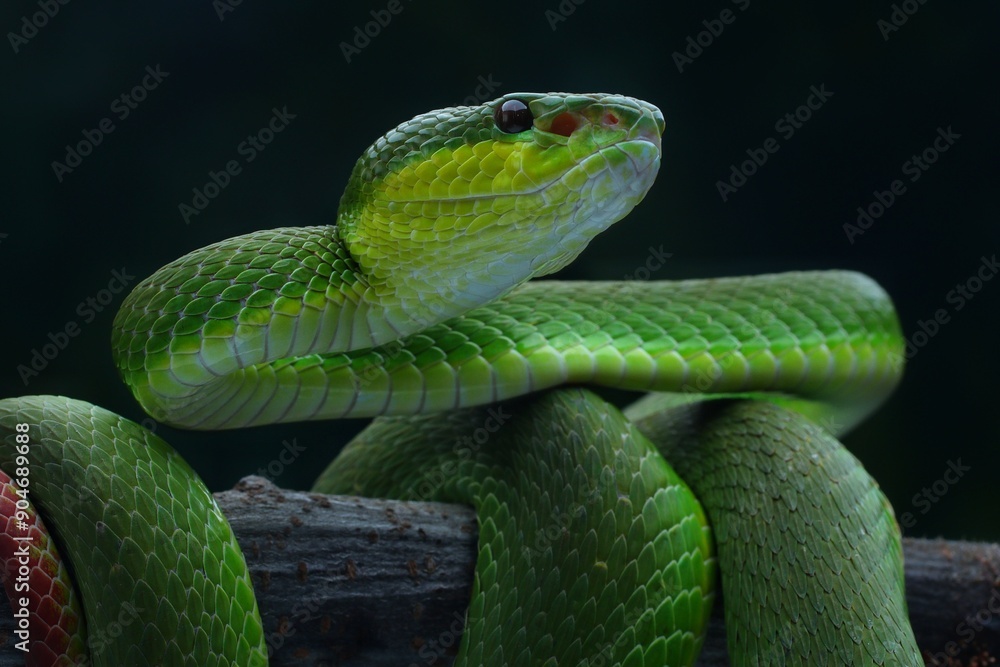 Potrait Trimeresurus erythrurus, commonly known as the red-tailed bamboo pit viper on a tree Potrait Trimeresurus erythrurus, commonly known as the red-tailed bamboo pit viper on a tree