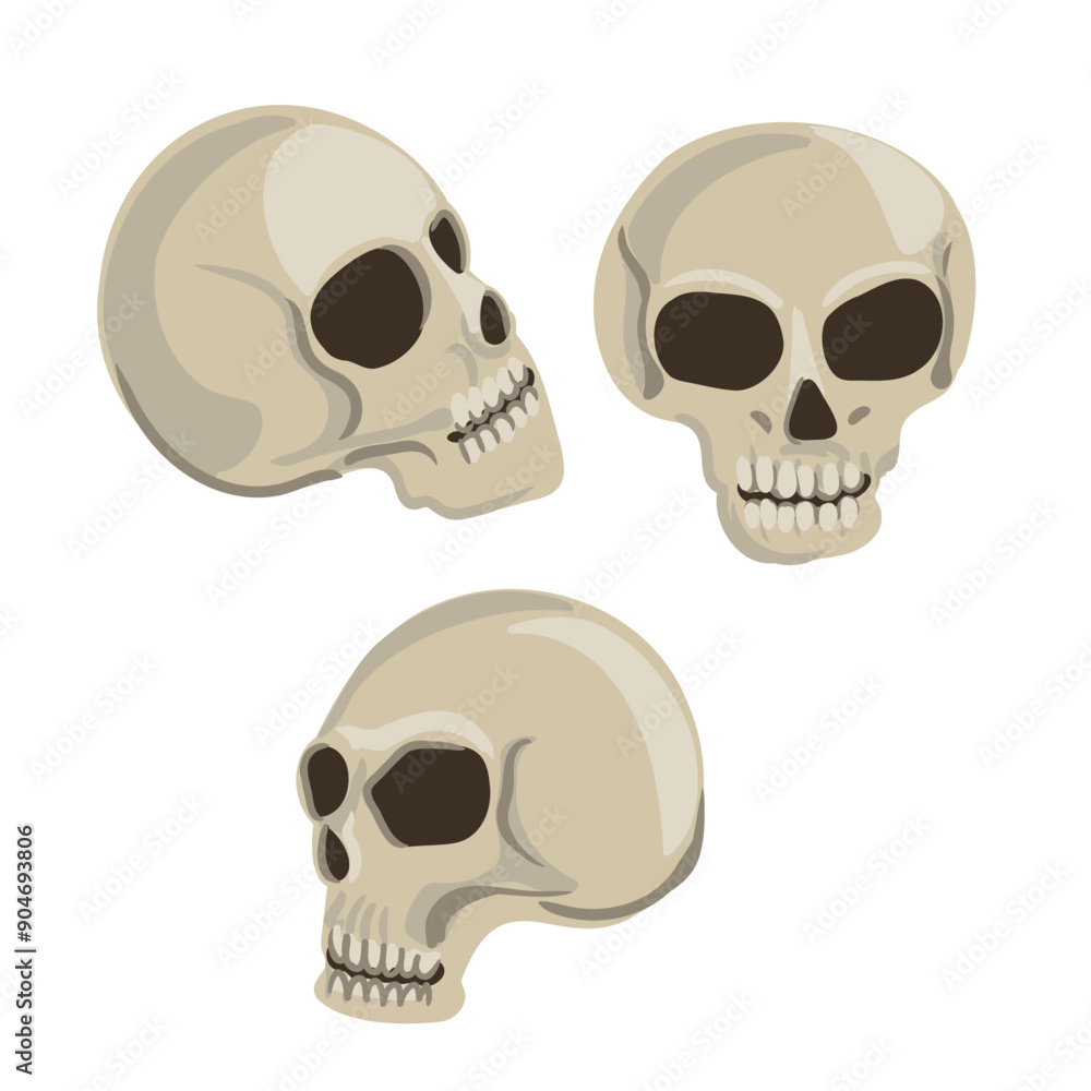 vector drawing human sculls isolated at white background vector drawing human sculls isolated at white background