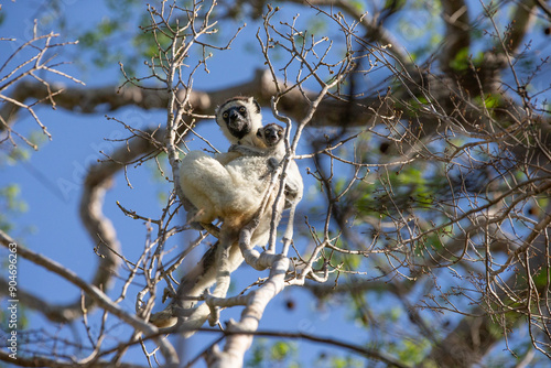 One little lemur on the branch of a tree in the rainforest Madagascar. photo