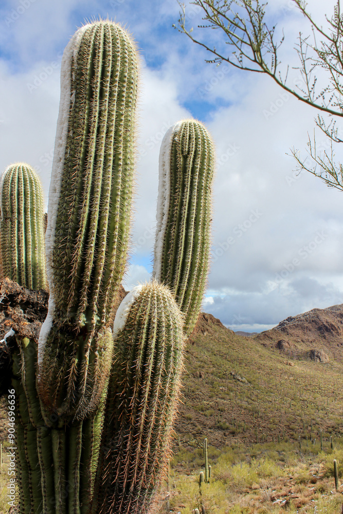 cactus in the desert with snow cactus in the desert with snow