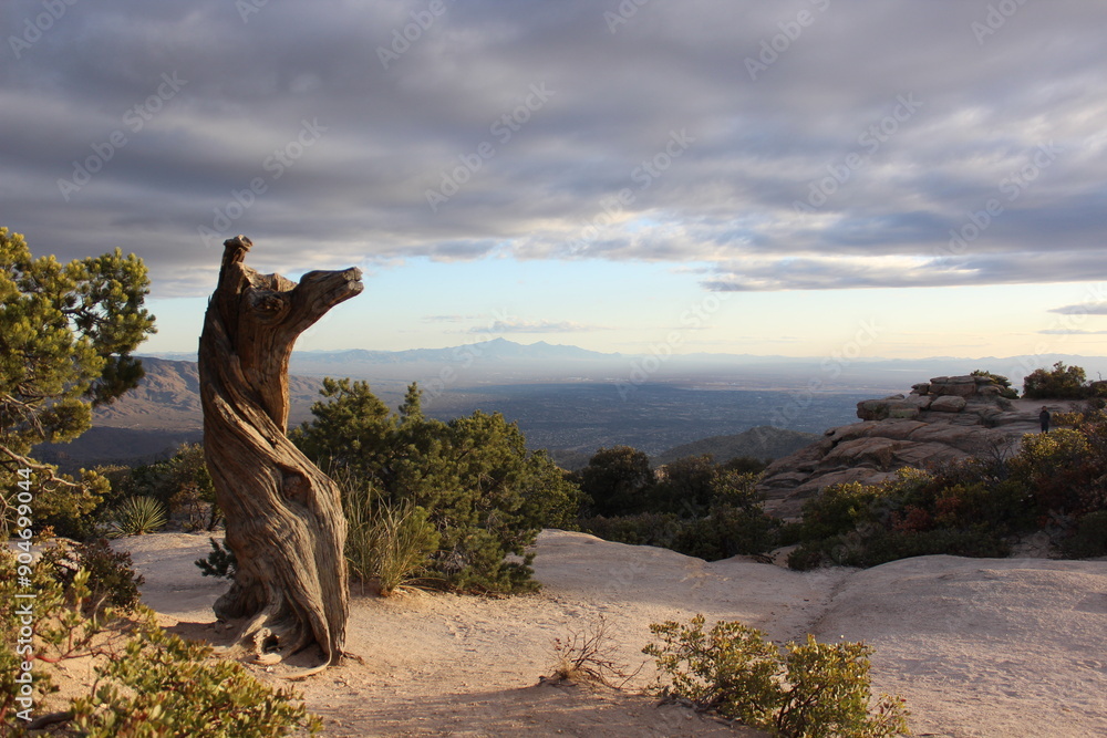 Fototapeta premium Lonely tree on a mountain 