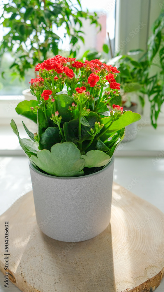 Kalanchoe potted plant with vibrant red flowers sits on a wooden coaster in a bright room. The plant is bathed in soft, natural light, casting shadows on the coaster. Vertical photo Kalanchoe potted plant with vibrant red flowers sits on a wooden coaster in a bright room. The plant is bathed in soft, natural light, casting shadows on the coaster. Vertical photo