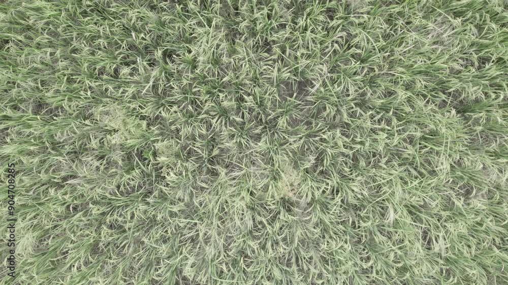 grass background grass background