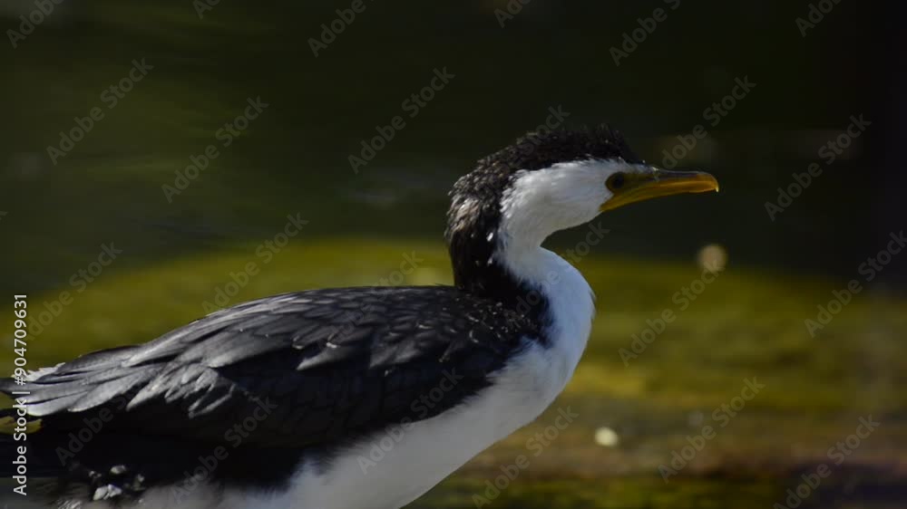 The little pied cormorant, little shag or kawaupaka is a common species of Australasian waterbird, found around the coasts, islands, estuaries, and inland waters of Australia. The little pied cormorant, little shag or kawaupaka is a common species of Australasian waterbird, found around the coasts, islands, estuaries, and inland waters of Australia.