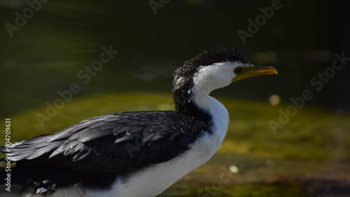 The little pied cormorant, little shag or kawaupaka is a common species of Australasian waterbird, found around the coasts, islands, estuaries, and inland waters of Australia. photo