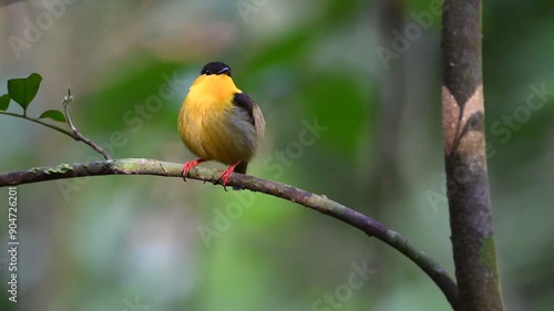Golden collared manakin making calling sounds.