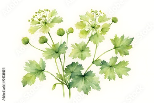 Mantle flower white background, Ai Generated