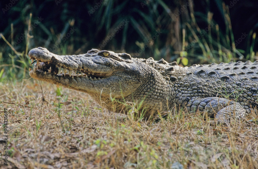 Obraz premium Saltwater crocodile