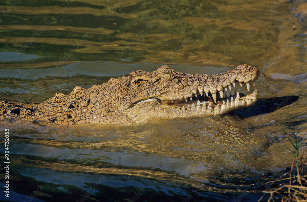 Saltwater crocodile Saltwater crocodile