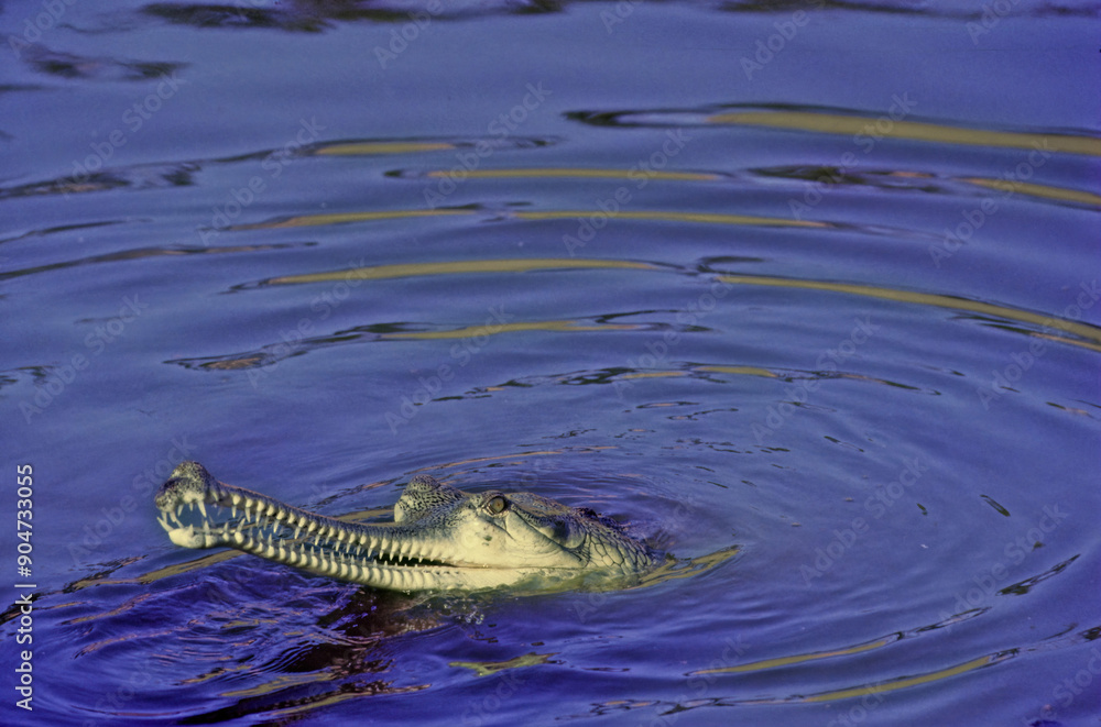 Fototapeta premium Gharial