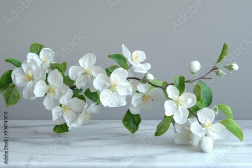 White flowers blooming on branch against white background