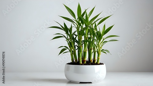 A potted lucky bamboo plant with green leaves and a white pot against a white background.