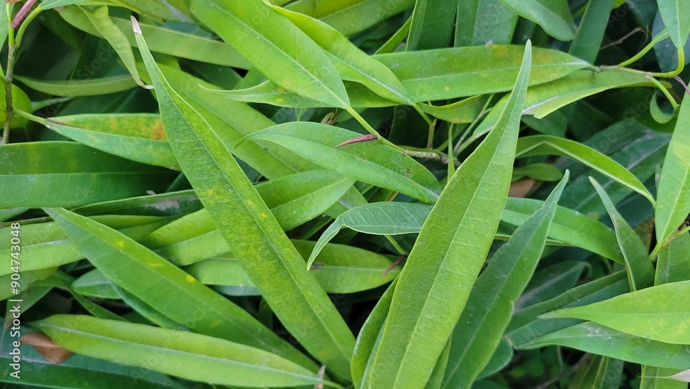 Green leaf's nature background Green leaf's nature background