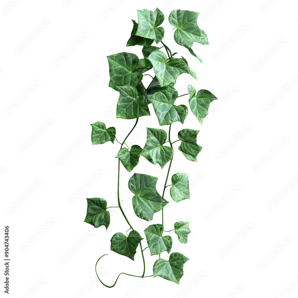 Naklejka premium Morning glory leaves of wild nature climbing on tangled jungle vine on a transparent background with included clipping path.