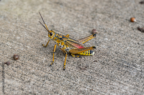 Grasshopper Readying a Jump photo