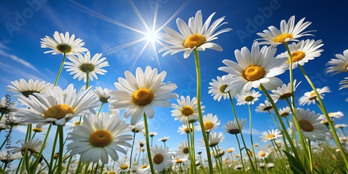 Daisy Field Under Sunny Sky - Summer Floral Background