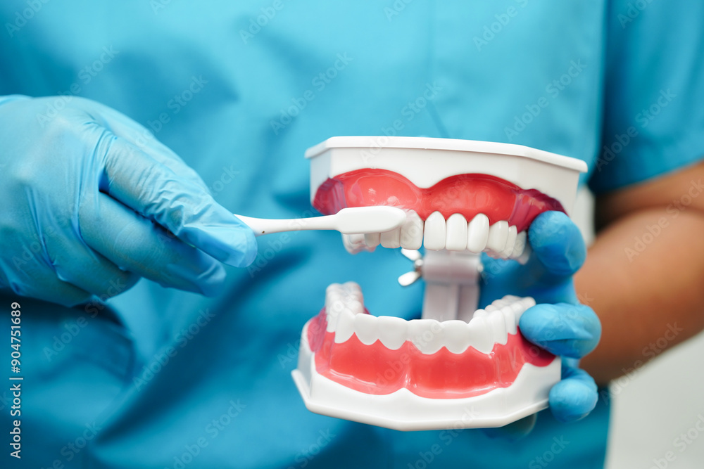Asian dentist holding dental teeth model for learn about dentistry. Asian dentist holding dental teeth model for learn about dentistry.
