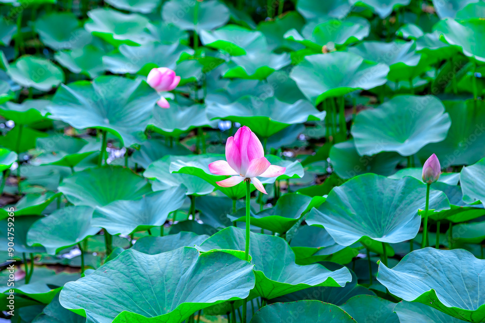Pervomaiskie ponds, Almaty, Kazakhstan. Several Beautiful Buddha Lotus Flower blooms on the water with beautiful green large leaves. Several buds nearby Pervomaiskie ponds, Almaty, Kazakhstan. Several Beautiful Buddha Lotus Flower blooms on the water with beautiful green large leaves. Several buds nearby
