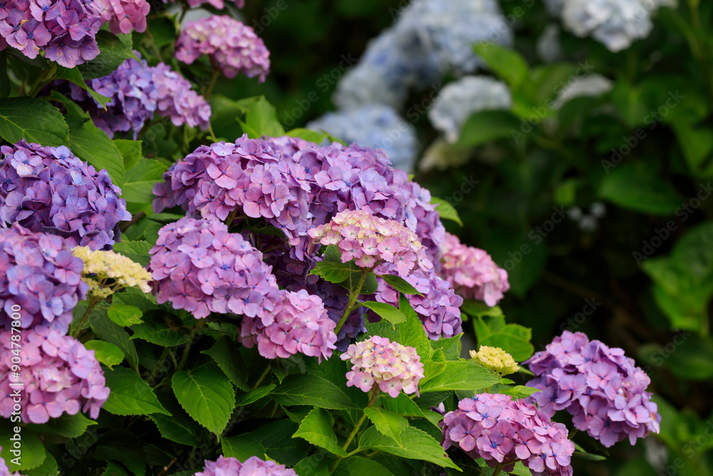 Hydrangeas blooming in Oirase Town in early summer Hydrangeas blooming in Oirase Town in early summer