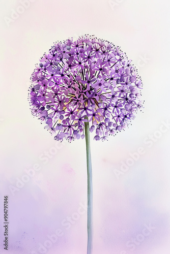 Refined Allium on Lavender Gradient
