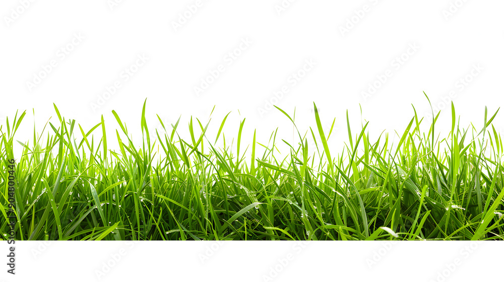 Fototapeta premium Green grass isolated on png background,generative ai