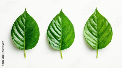 flat lay composition of three vibrant green leaves on white background