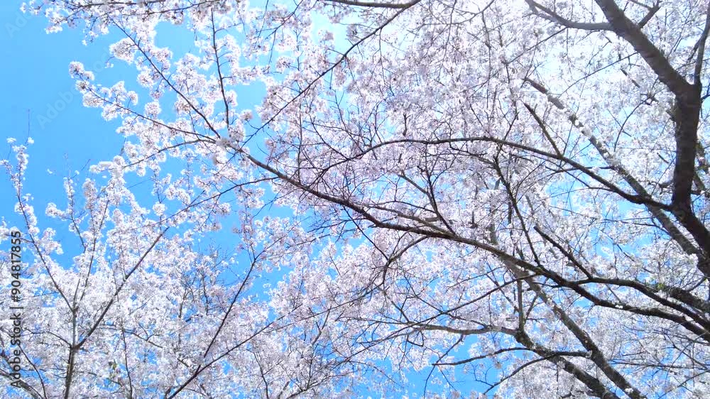 満開の桜の花びらと青空を移動撮影 4K 木漏れ日溢れる桜並木を見上げて歩くPOVショット 2024年4月10日 満開の桜の花びらと青空を移動撮影 4K 木漏れ日溢れる桜並木を見上げて歩くPOVショット 2024年4月10日