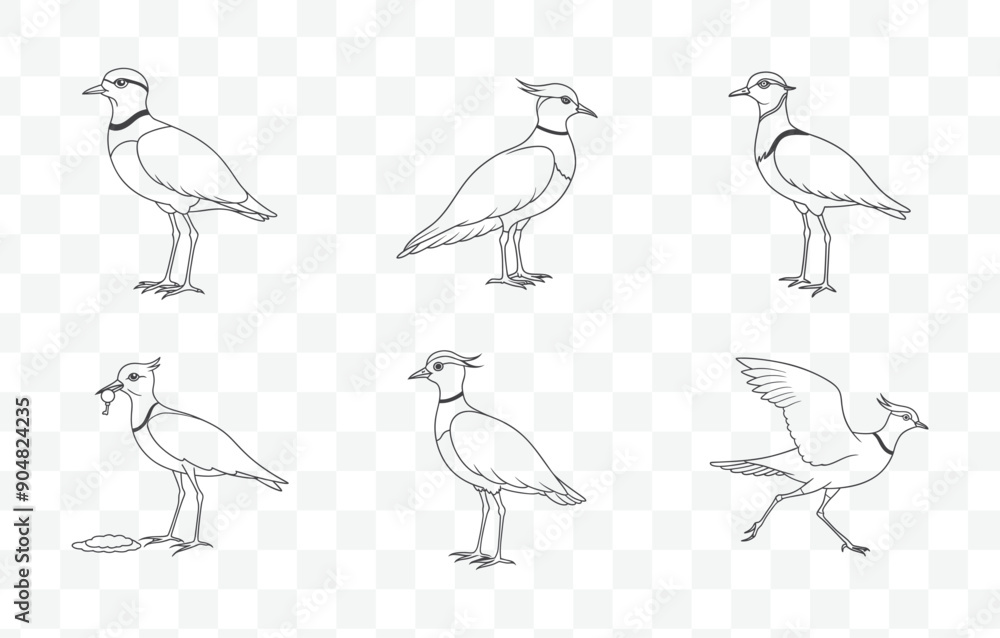 Obraz premium Print Lapwing Line Art Vector Set Intricate Bird Illustrations Detailed Lapwing Drawings in Vector Format