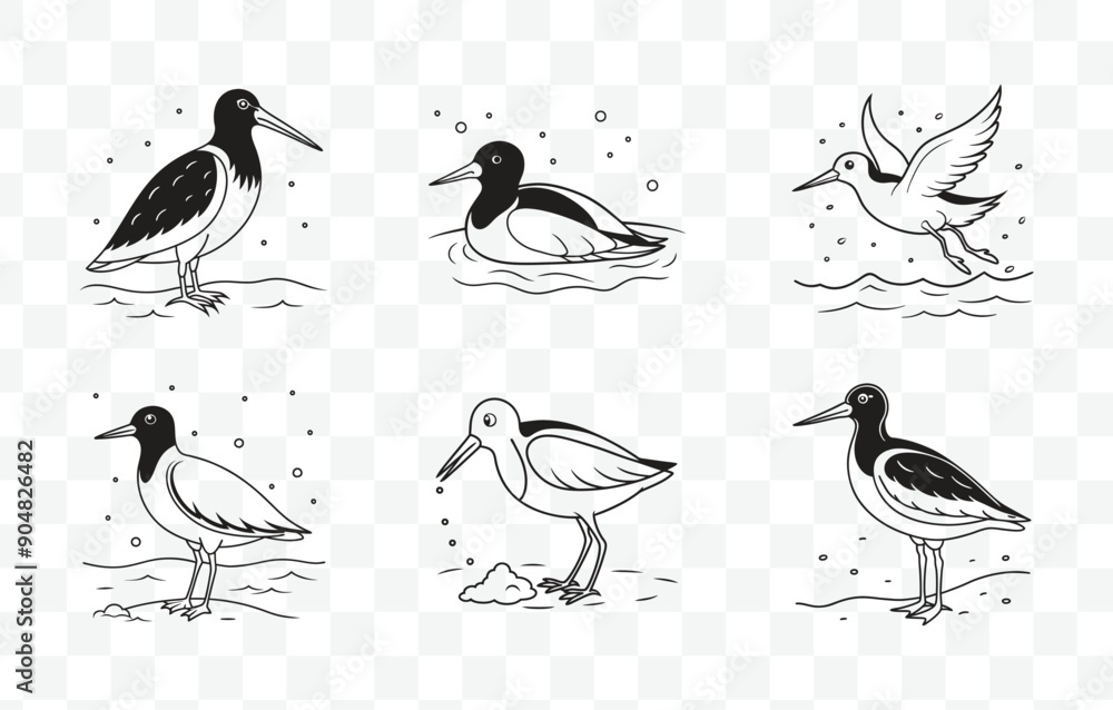 Obraz premium Oystercatcher Line Art Vector Set Detailed Illustrations of Coastal Bird with Long Bill and Striking Plumage
