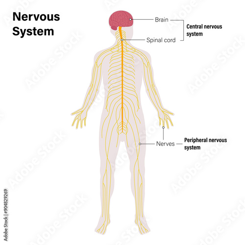 The nervous system vector. Central and Peripheral nervous system. Brain, spinal cord and spinal nerves.