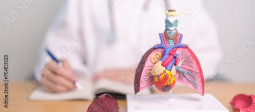 Doctor with heart Cardiovascular and Respiratory anatomy for Disease. Lung Cancer, Asthma, Chronic Obstructive Pulmonary or COPD, Bronchitis, Emphysema, Cystic Fibrosis, Bronchiectasis, Pneumonia photo