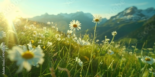 Mountain meadow with daisies photo