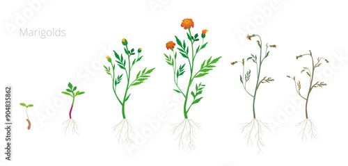 Vector Illustration of Tagetes or Marigolds growth stages. Include wilted and dried plants