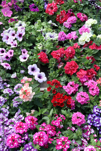 sale of flowering plants - petunias, calibrachoa, verbena at the exhibition-fair