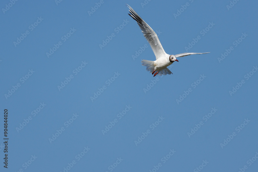 Gaviota reidora, Chroicocephalus ridibundus, volando con fondo de cielo azul, Pantano de Beniarrés, España Gaviota reidora, Chroicocephalus ridibundus, volando con fondo de cielo azul, Pantano de Beniarrés, España