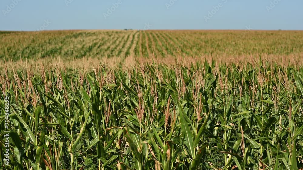 A vibrant and picturesque view of a sprawling cornfield filled with lush green crops beneath a bright sunny sky A vibrant and picturesque view of a sprawling cornfield filled with lush green crops beneath a bright sunny sky