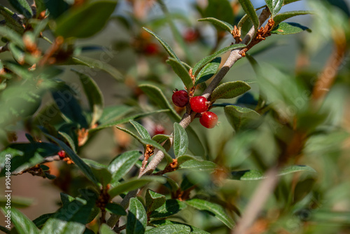 Shepherdia canadensis, Canada buffaloberry, russet buffaloberry, soopolallie, soapberry, or foamberry, Denali Visitor Center, Denali National Park and Preserve photo