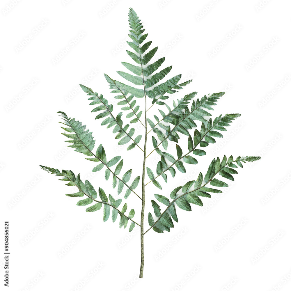 Fern foliage against a transparent background Fern foliage against a transparent background