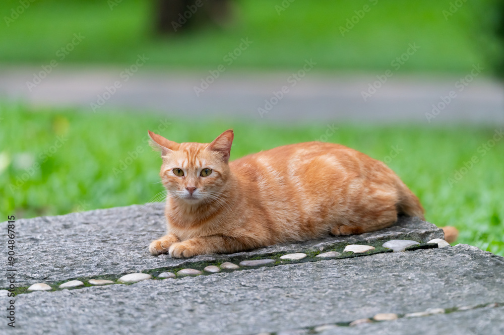 Cat resting on the ground outdoors Cat resting on the ground outdoors