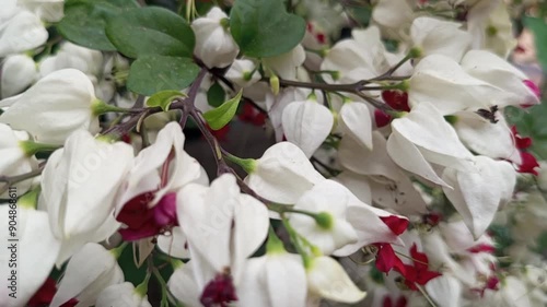 This flower is called the Bunga Nona Makan Sirih. Beautiful view of fresh Clerodendrum thomsoniae or Bleeding heart vine, bagflower grown in house garden photo