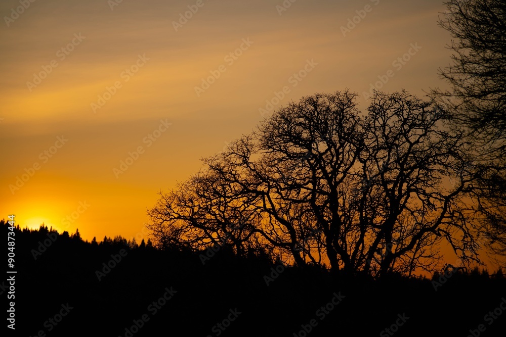 silhouette of trees against a sunset sky silhouette of trees against a sunset sky