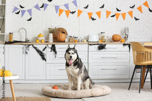 Cute husky dog with Hallowe...