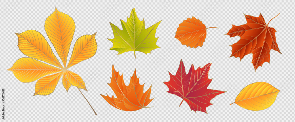 Bright autumn leaves isolated on a transparent background. Autumn vector botanical illustration Bright autumn leaves isolated on a transparent background. Autumn vector botanical illustration